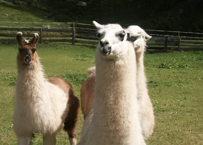 Apartment Alpin Reiterhof Niederthai