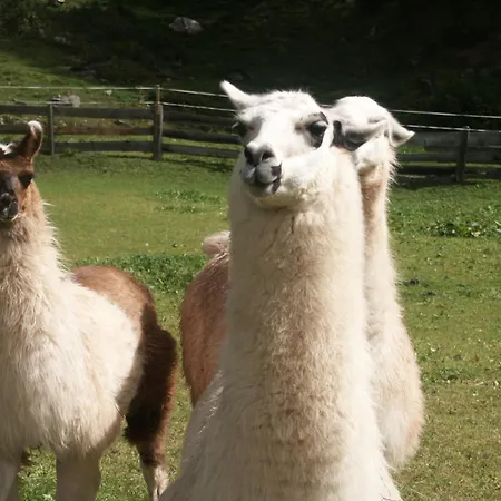 شقة Alpin Reiterhof نيديرثاي